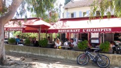 L'Eucalyptus Français