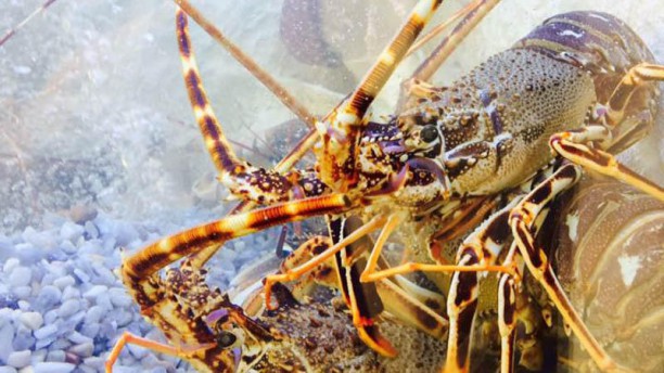 Mariscaria Marisco fresco - marisqueira em Cascais