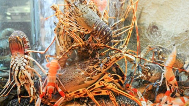 Marisqueira O Relento Detalhe